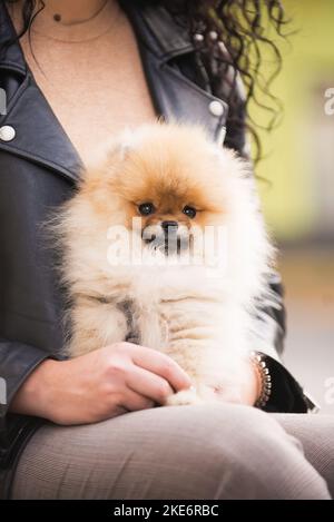 Niedliche flauschige pommersche Welpen Hund sitzt auf den Händen eines Mädchens menschliche Freundin Stockfoto