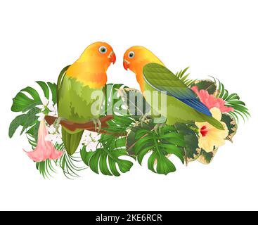 Papageien Agapornis liebhabilber tropische Vögel stehen auf einem Zweig und Brugmansia mit rosa und gelben Hibiskus auf einem weißen Hintergrund Vektor illustrative Stock Vektor