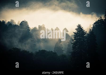 Küstennebel umhüllt einen gemäßigten Regenwald am frühen Morgen im Süden von Oregon Stockfoto