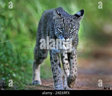 Bobcat aus nächster Nähe Stockfoto