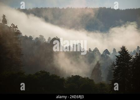 Küstennebel umhüllt einen gemäßigten Regenwald am frühen Morgen im Süden von Oregon Stockfoto