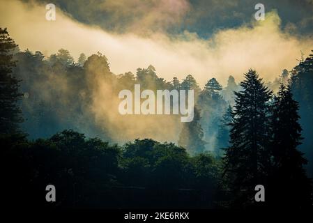 Küstennebel umhüllt einen gemäßigten Regenwald am frühen Morgen im Süden von Oregon Stockfoto