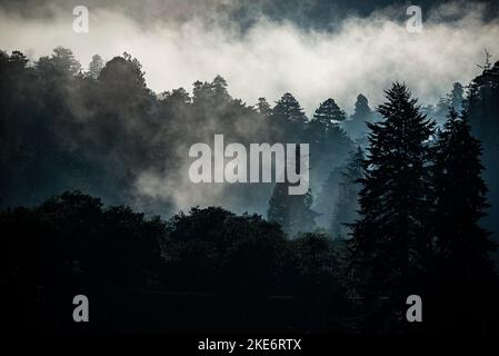 Küstennebel umhüllt einen gemäßigten Regenwald am frühen Morgen im Süden von Oregon Stockfoto