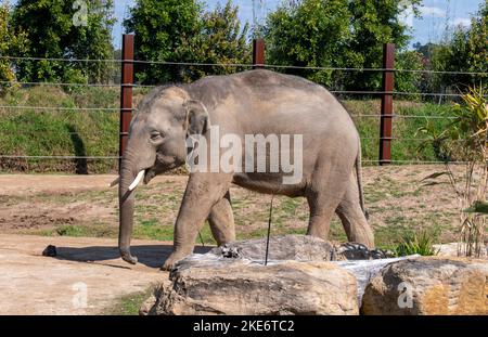 Ein asiatischer Elefant (Elephas maximus) im Sydney Zoo in Sydney, NSW, Australien (Foto: Tara Chand Malhotra) Stockfoto
