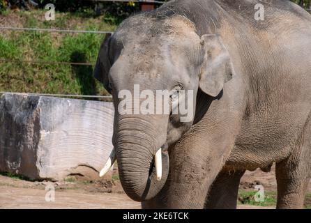 Ein asiatischer Elefant (Elephas maximus) im Sydney Zoo in Sydney, NSW, Australien (Foto: Tara Chand Malhotra) Stockfoto