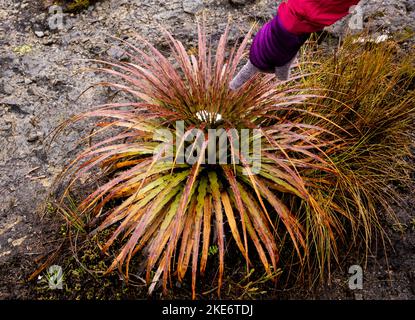 Eine Person, die auf eine puya (Bromelia)-Pflanze mit Schnee im Nationalpark von Ajas im Andenhochland Ecuadors zeigt Stockfoto