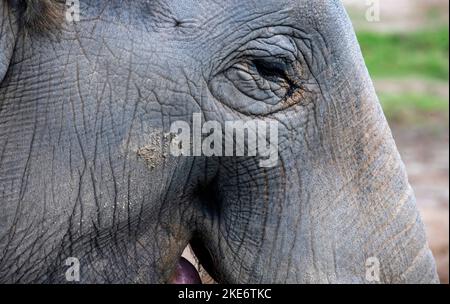 Nahaufnahme eines Auges des asiatischen Elefanten (Elephas maximus) im Sydney Zoo in Sydney, NSW, Australien (Foto: Tara Chand Malhotra) Stockfoto