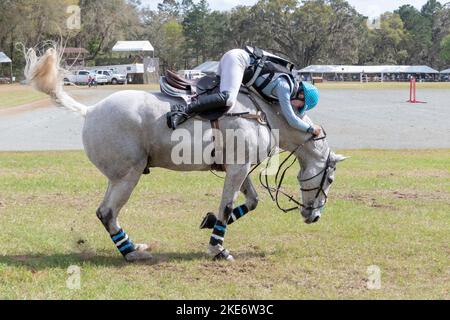 Red Hills Horse Prozess Stockfoto