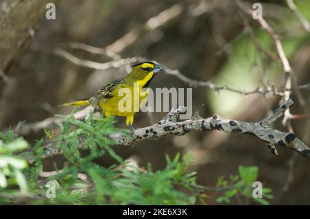 Yellow Cardinal, Gubernatrix cristata, gefährdete Art in La Pampa, Argentinien Stockfoto