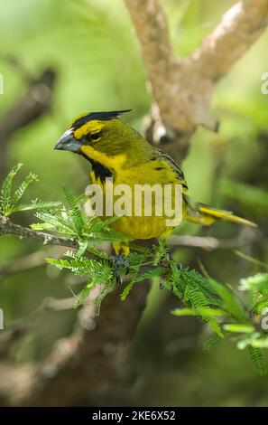 Yellow Cardinal, Gubernatrix cristata, gefährdete Art in La Pampa, Argentinien Stockfoto