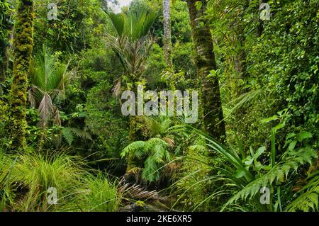 Undurchdringlicher Regenwald mit Nikau-Palmen, Farnen und moosbedeckten Buchen im Kahurangi National Park, Karamea, Westküste, Südinsel, Neuseeland Stockfoto