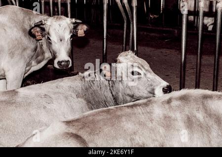 Geburt eines Kalbes, Cuneo, Piemont, Italien Stockfoto