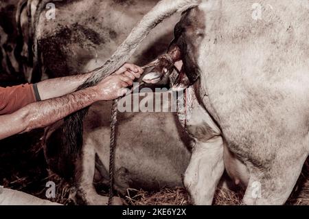 Geburt eines Kalbes, Cuneo, Piemont, Italien Stockfoto