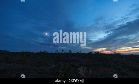 Heidefeld nach Sonnenuntergang in der Dämmerung mit Mondschein am Cap de la Chevre, Crozon, Parc naturel regional d'Armorique Bretagne, Frankreich Stockfoto