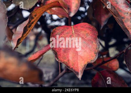 Rote Blätter hängen an einem Kaki-Baum und ändern die Farbe in der Herbstsaison mit selektivem Fokus Stockfoto