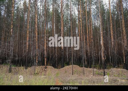 Kiefernwald nach einem Großbrand. Landschaft eines verbrannten Waldes. Toter Wald nach Bränden. Neue grüne Vegetation nach einem Waldbrand. Stockfoto