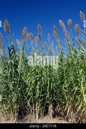 Hoher Schilf, der im Wind weht. Lesbos-Insel. September 2022. Herbst. Stockfoto