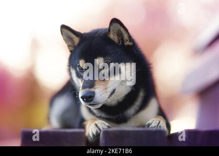 liegenden Shiba Inu Stockfoto