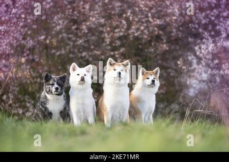 4 Akita Inus Stockfoto