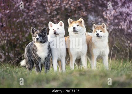 4 Akita Inus Stockfoto