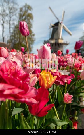 Farbenfrohe, helle Tulpenblumen in den Keukenhof-Gärten in den Niederlanden. Typische holländische Windmühle im Hintergrund. Stockfoto