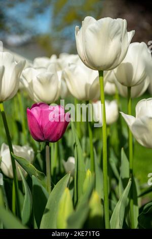 Farbenfrohe, helle Tulpenblumen in den Keukenhof-Gärten in den Niederlanden. Stockfoto