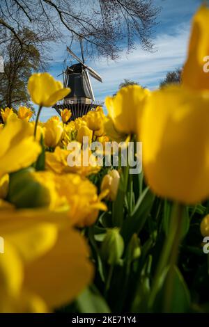 Farbenfrohe, helle Tulpenblumen in den Keukenhof-Gärten in den Niederlanden. Typische holländische Windmühle im Hintergrund. Stockfoto