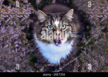 Norwegische Waldkatze in der Heide Stockfoto