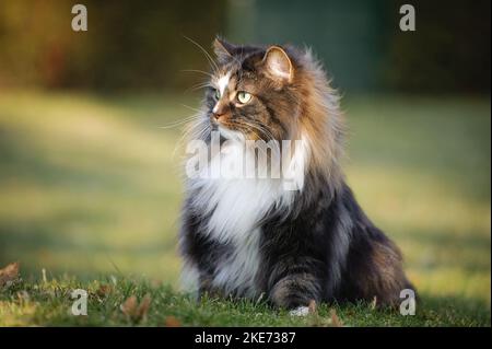 Norwegische Waldkatze auf der Wiese Stockfoto
