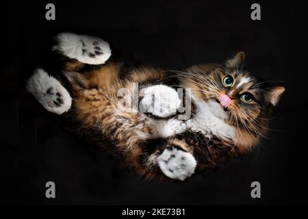 Norwegische Waldkatze Stockfoto