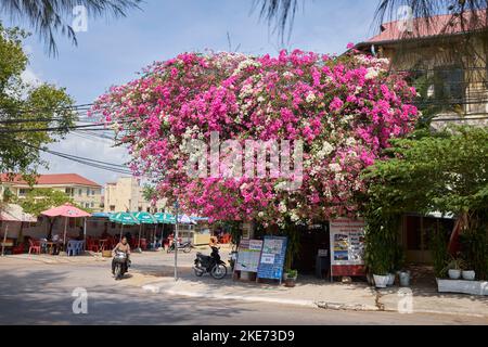 Farbenfrohe Baumflora am Flussufer in Phnom Penh Kambodscha Stockfoto