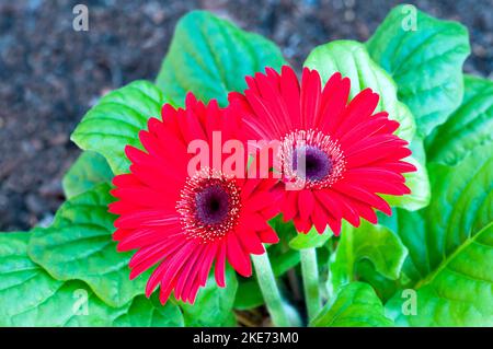 Gerbera jamesonii mit roten Blüten auch Barberton Daisy oder Transvaal Daisy Ein Klumpen, der immergrün bildet, der den ganzen Sommer blüht und frostzart ist Stockfoto