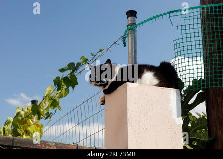 Katze, die an einem sonnigen Tag an einem blauen Himmel auf einem Pfosten ruht. Petra Stadt, Lesbos. Oktober 2022. Herbst Stockfoto
