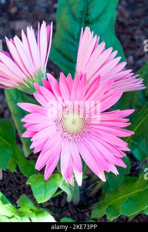 Gerbera jamesonii mit rosa Blüten auch Barberton-Gänseblümchen oder Transvaal-Gänseblümchen Ein Klumpen, der immergrün blüht und frostzart ist Stockfoto
