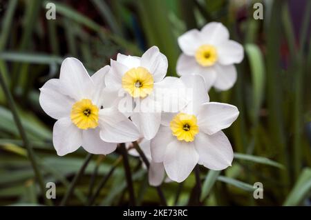 Nahaufnahme der Gruppe von Narcissus Segovia im Frühjahr. Eine zweifarbige weiße und gelbe Teilung 3 kleine schalige Narzisse und eine Laub-Staude Stockfoto