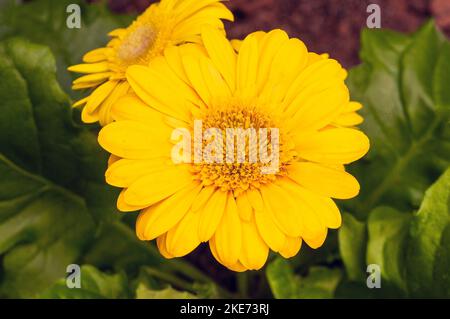 Gerbera jamesonii mit gelben Blüten auch Barberton Daisy oder Transvaal Daisy Ein Klumpen, der immergrün bildet, der durch den Sommer blüht und frostzart ist Stockfoto
