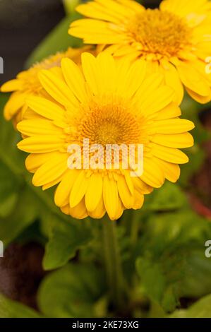 Gerbera jamesonii mit gelben Blüten auch Barberton Daisy oder Transvaal Daisy Ein Klumpen, der immergrün bildet, der durch den Sommer blüht und frostzart ist Stockfoto