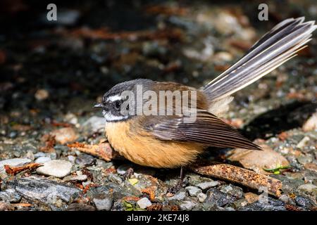 Die neuseeländische Fantail (Rhipidura fuliginosa) in ihrem natürlichen Lebensraum Stockfoto