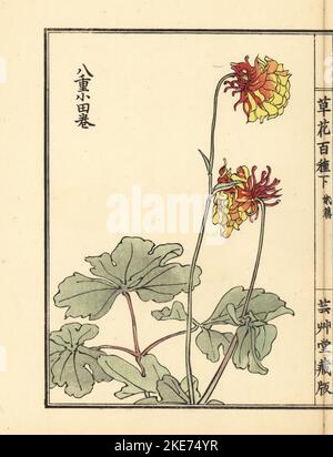 Granny's Bonnet oder yae-odamaki, Columbine Variety, Aquilegia vulgaris, Nora Barlow Hybrid. Handkolorierter Holzschnitt von Kono Bairei aus Kusa Bana Hyakushu (hundert Blumenarten), Tokio, Yamada, 1901. Stockfoto