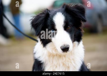 Portrait von niedlichen Welpen Hund Grenze Collie. Stockfoto