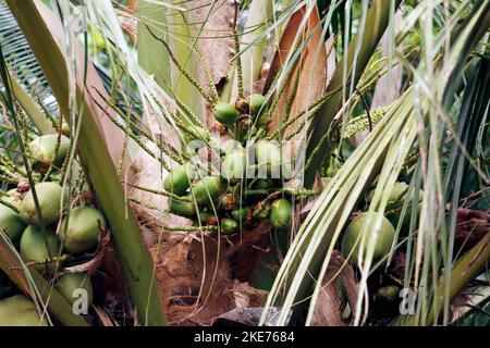 Kokosnussbaum mit junger Kokosnuss in Nahaufnahme Stockfoto