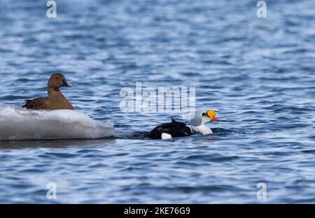 König Eiderenten (Somateria Spectabilis) Stockfoto