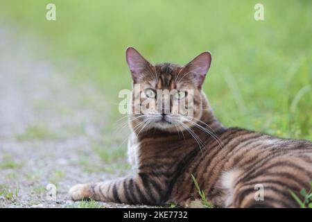 Liegender Toyger Stockfoto