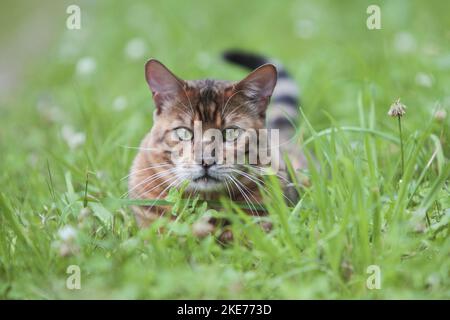 Liegender Toyger Stockfoto