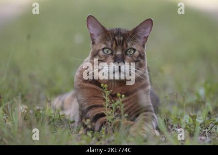 Liegender Toyger Stockfoto