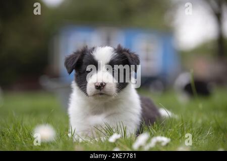 Liegender Border Collie Puppy Stockfoto