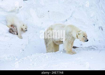 Tagged Eisbär (Ursus maritimus) Sau und Junges Stockfoto