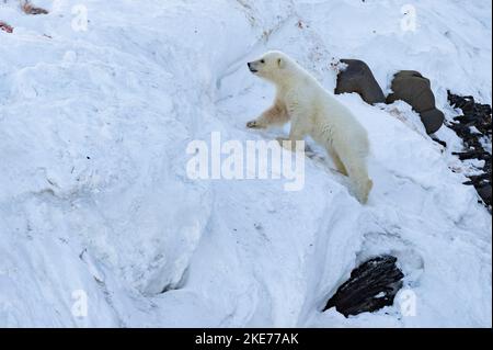 Eisbär (Ursus maritimus) Junge auf schneebedecktem Hang Stockfoto