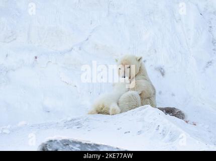 Tagged Eisbär (Ursus maritimus) säen stillende Jungen Stockfoto