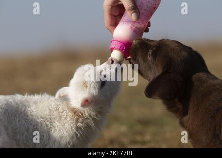 Welpen und Lamm Stockfoto